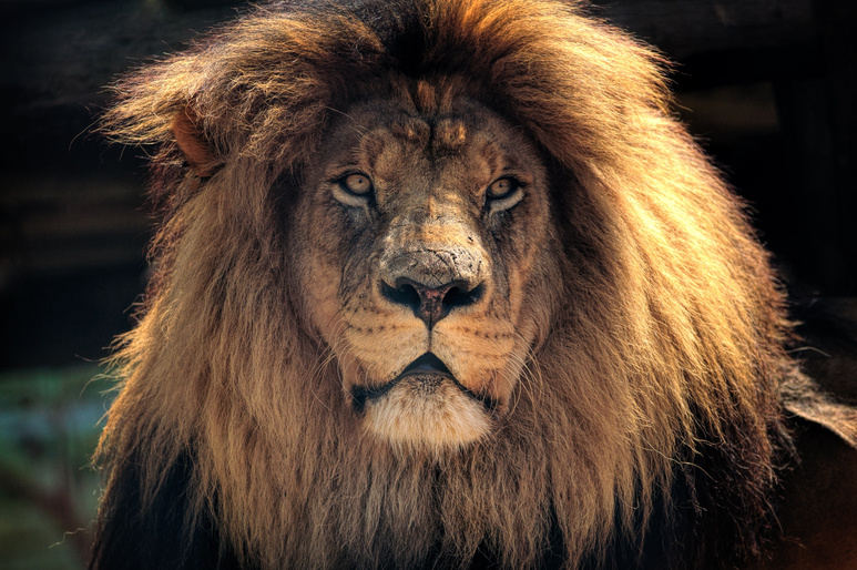 Lion in Kruger National Park, South Africa
