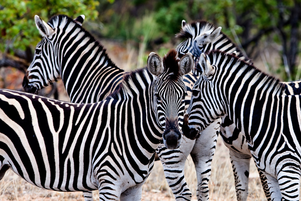Zebras in Kruger National Park