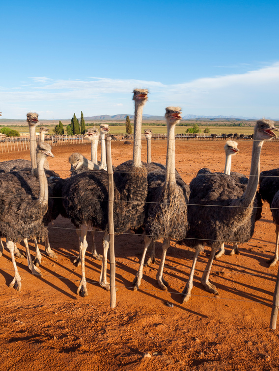 Ostriches in Oudtshoorn, South Africa
