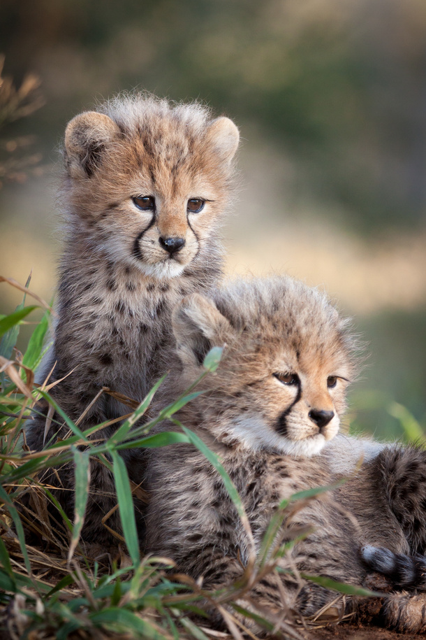 Two small baby Cheetah cubs South Africa
