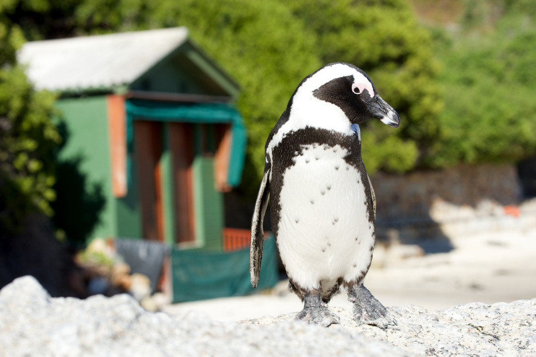 Penguin green hut Cape Town