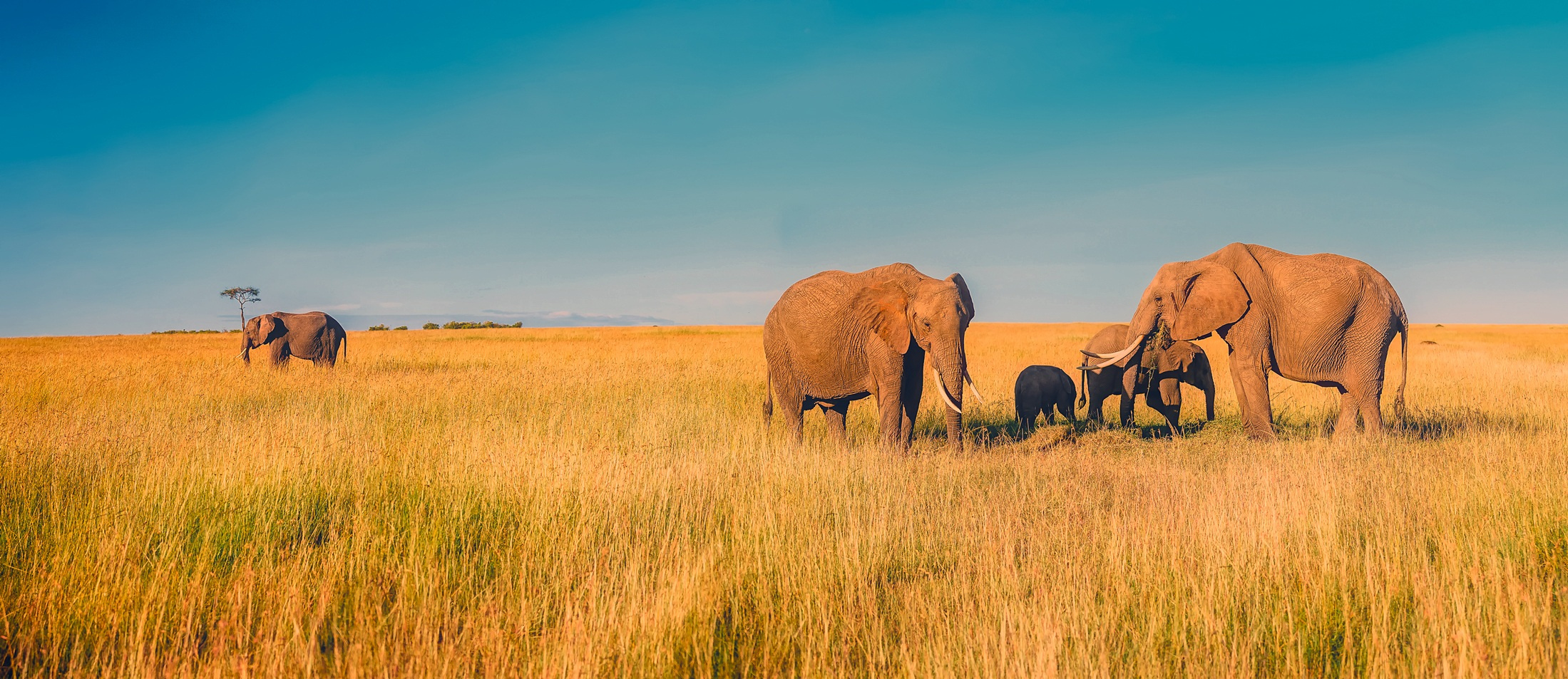 Elephants on the Grassland, Africa