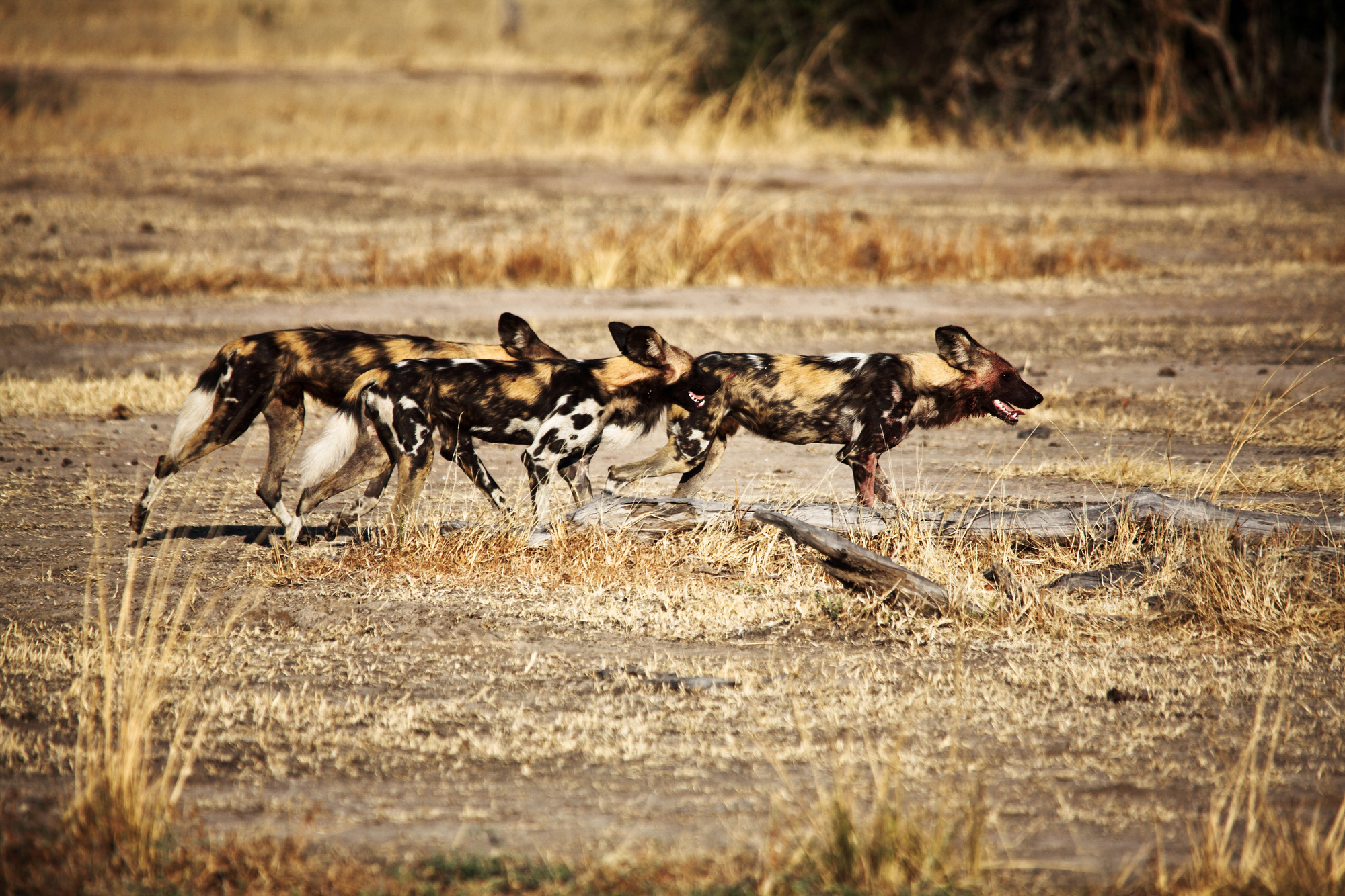 Lycaon Pictus African Wild Dogs