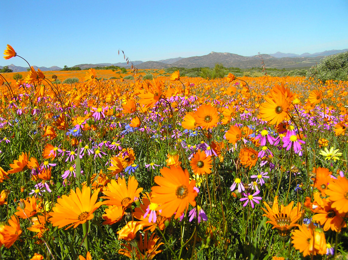 Flowers in the Namaqualand desert in South Africa